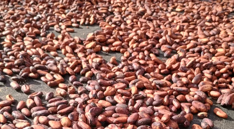 Belém: da capital da gastronomia amazônica ao reconhecimento mundial do chocolate