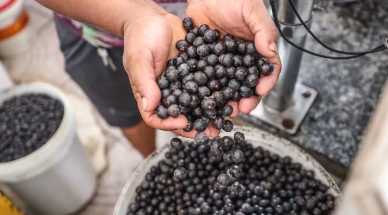 Belém registra aumento no preço do açaí neste fim de ano, aponta Dieese