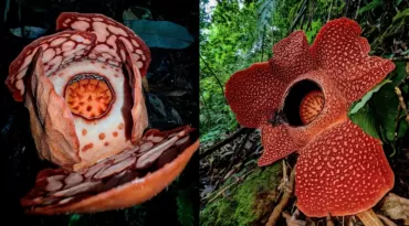 Na Indonésia, biólogo encontra uma das flores mais raras do mundo após 13 anos de procura