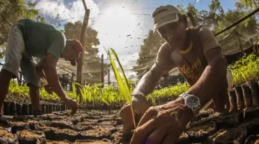 Bioeconomia movimenta R$ 13,5 bilhões no Pará e impulsiona renda na região